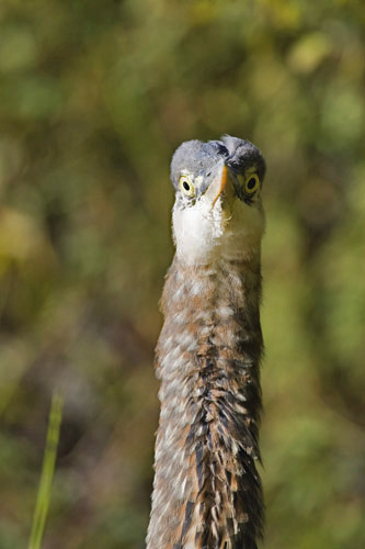 A heron giving me a weird look.